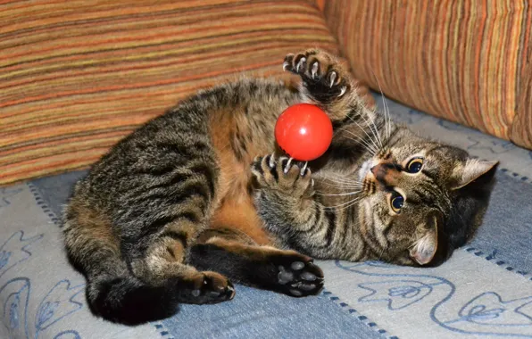 Picture eyes, cat, claws, the ball