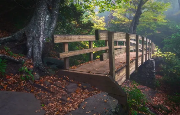 Forest, bridge, wooden bridge