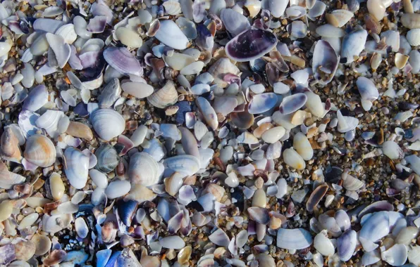 Sea, widescreen, Wallpaper, wallpaper, shell, widescreen, background, the Wallpapers