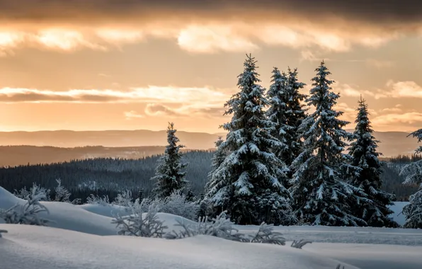 Picture winter, forest, snow, ate, Norway, Lillehammer, Lillehammer