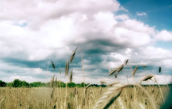 Picture field, trees, Clouds