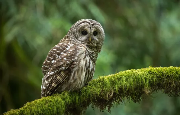Picture owl, bird, moss, branch, bokeh, A barred owl