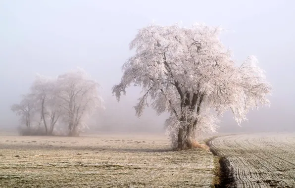 Frost, field, trees