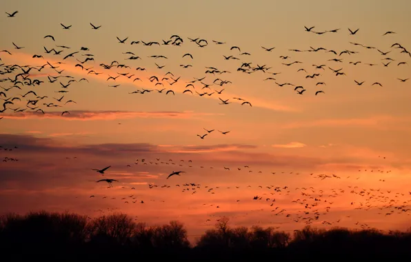 Picture the sky, flight, sunset, birds, nature, silhouettes