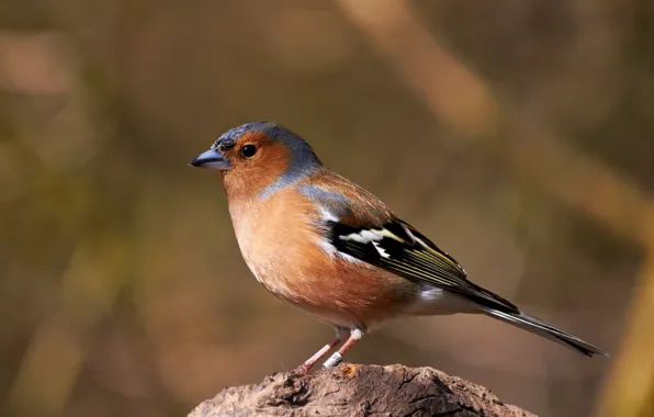 Background, bird, bird