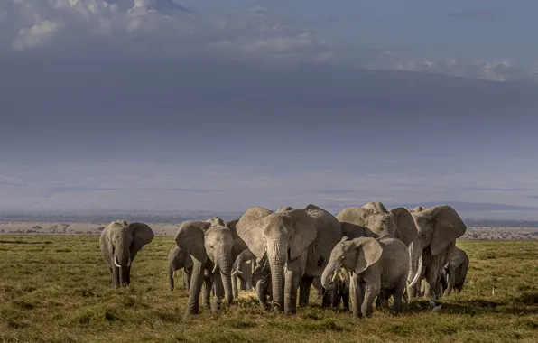 Field, the sky, elephant, Savannah, elephants, a lot, a herd of elephants