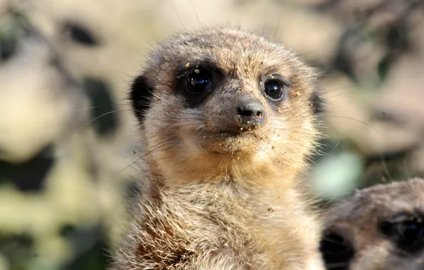 Sand, look, face, meerkats
