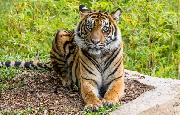 Picture greens, look, face, leaves, branches, nature, tiger, pose
