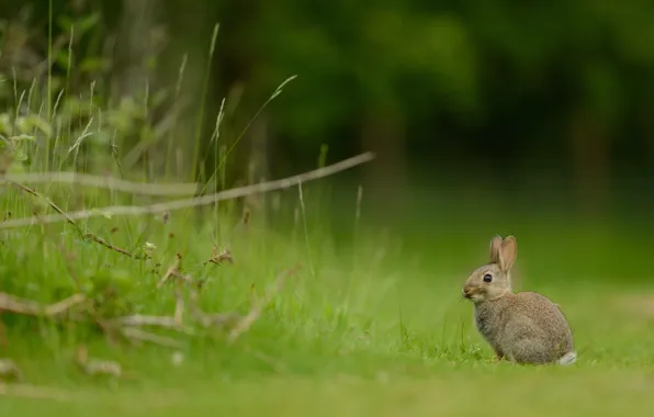 Forest, grass, look, branches, nature, grey, glade, hare