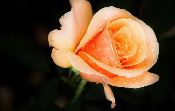 Flower, rose, water drops