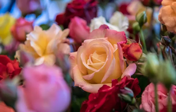 Macro, flowers, roses, bouquet, red, pink, orange, different