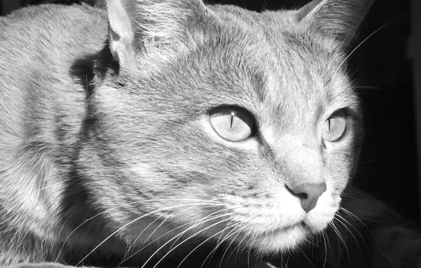 Animals, eyes, cat, mustache, black and white