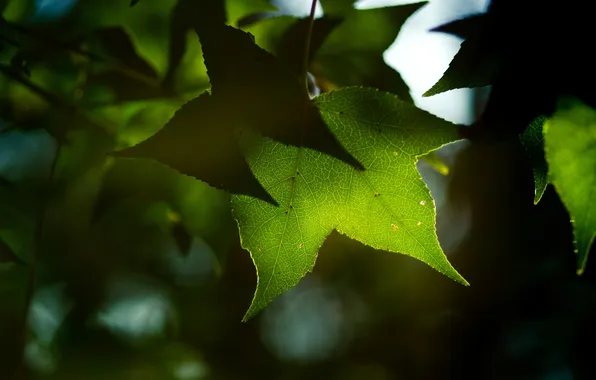 Picture greens, leaves, macro, light, nature, photo, background, Wallpaper
