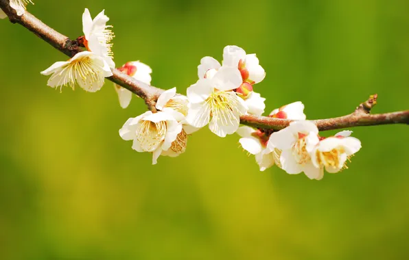 Picture macro, nature, photo, background, Wallpaper, spring, spring Wallpaper