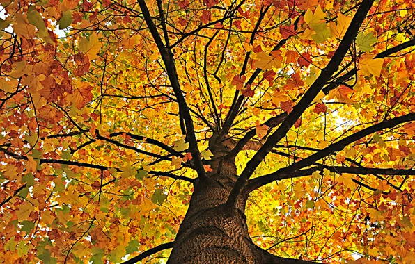 Autumn, nature, tree, foliage