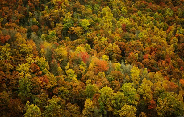 Picture autumn, leaves, trees, nature, forest, autumn Wallpaper
