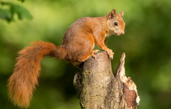 Picture protein, tail, red, animal