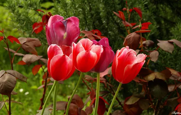 Greens, Flowers, garden, flowers, garden