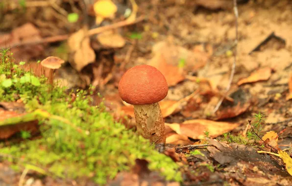 Grass, leaves, nature, mushrooms