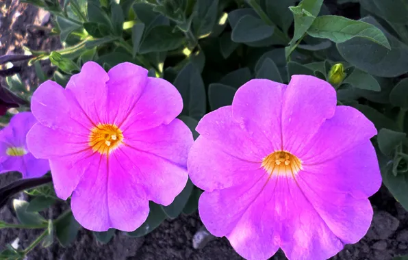 The evening, June, Petunia
