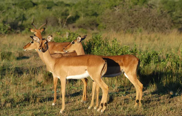 Group, South Africa, Impala, Hluhluwe-imfolozi game reserve