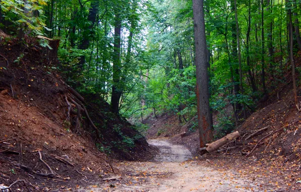 Picture forest, leaves, trees, nature