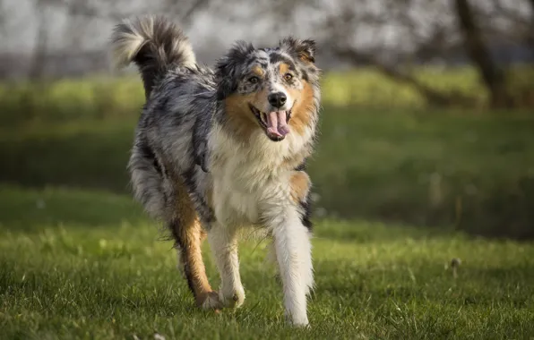 Picture nature, Park, dog, spring, Aussie