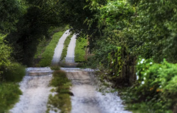 Road, landscape, nature