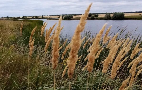 Pond, Nature, plants, August