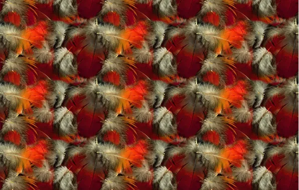 Picture background, feathers, fluff, texture, a lot, Burgundy, raspberry