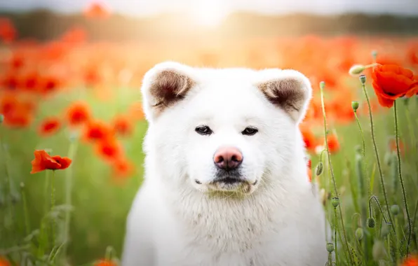 Look, nature, pose, dog, face, Akita inu, Akita