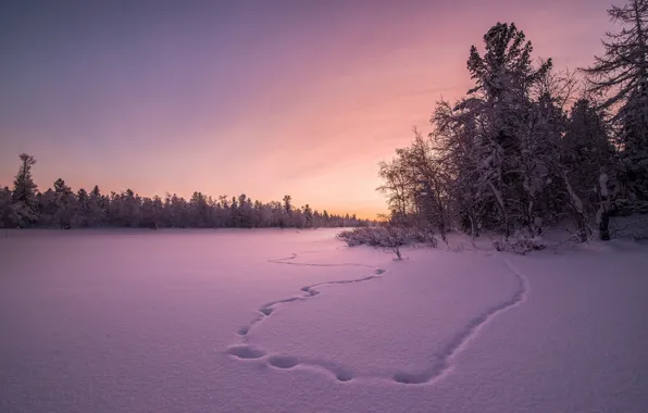 Winter, field, snow, sunset