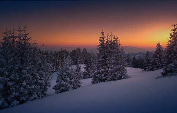 Picture winter, snow, the evening, herringbone