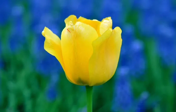 Picture flower, Tulip, petals, stem