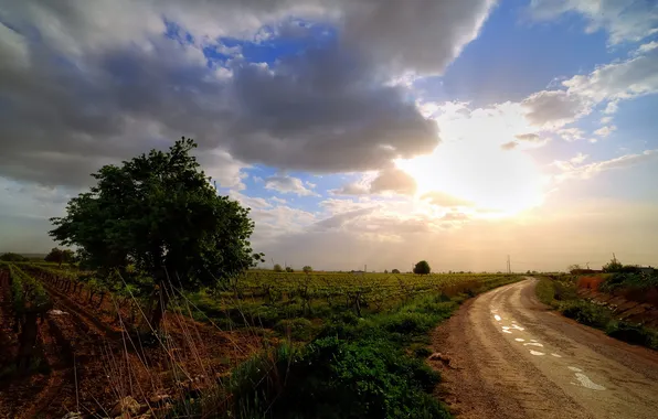 Road, field, landscape