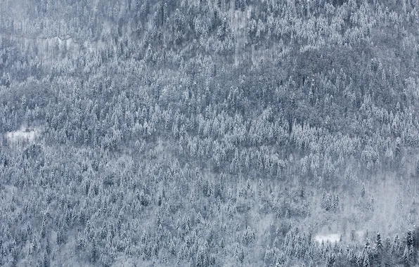 Picture winter, forest, snow, landscape, nature, Wallpaper, mountain, edge