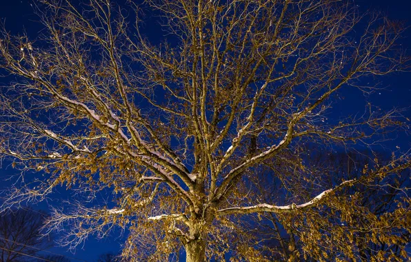 Picture the sky, light, snow, night, branches, tree, view