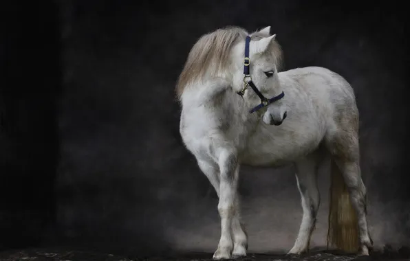 Picture background, pony, horse, Shetland pony