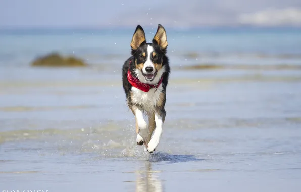 Face, water, joy, squirt, shore, the game, dog, running