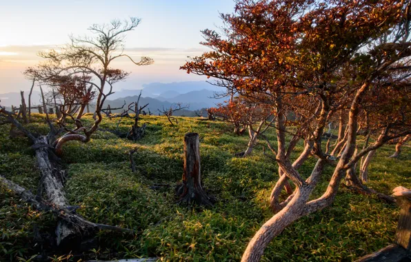 Picture trees, landscape, mountains, nature, Japan