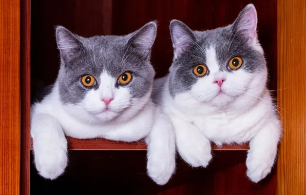Look, cats, kittens, shelf, wardrobe, a couple, Duo, two kittens