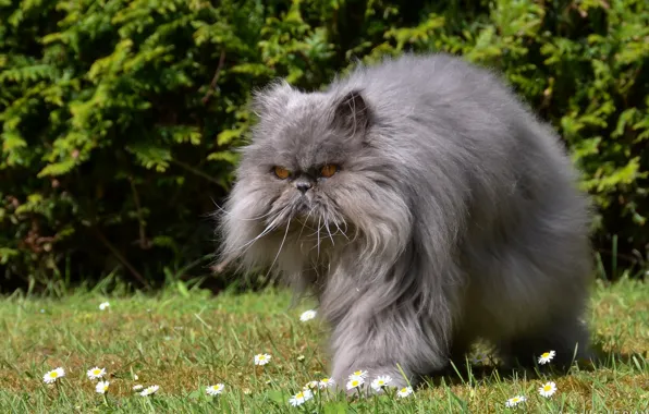 Cat, grey, chamomile, fluffy, meadow, flowers, pussy