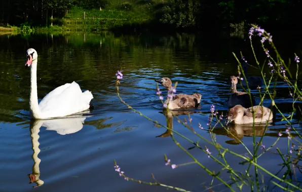 Summer, grass, blue, lake, Swan, swans, ducklings, in the water