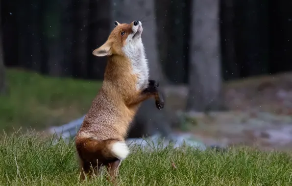 Picture Fox, forest, nature