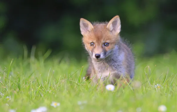 Glade, baby, Fox, weed, flowers, lawn, Fox, Fox