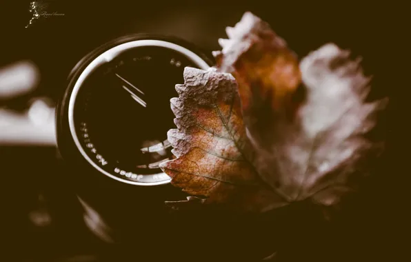 Autumn, leaves, macro, lens