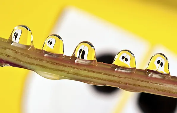 Water, drops, stick, eyes. faces