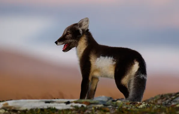 Picture the sky, look, nature, mouth, profile, Fox