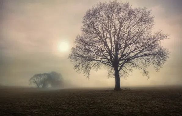 Picture field, trees, fog, tree, morning