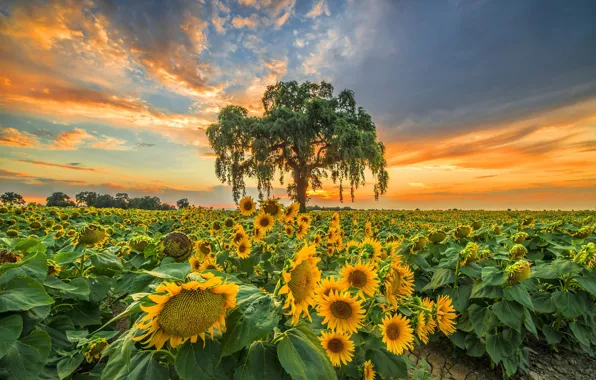 Picture field, sunflowers, sunset, tree, the evening